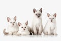 Kittens. Several Thai cats on white background