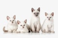 Kittens. Several Thai cats on white background Royalty Free Stock Photo