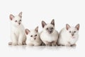 Kittens. Several Thai cats on white background Royalty Free Stock Photo