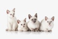 Kittens. Several Thai cats on white background