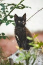 Little black kitten sitting in flowers Royalty Free Stock Photo