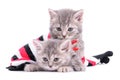 Kittens sitting inside a sock Royalty Free Stock Photo