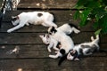 Kittens sleep near their mother on the wooden boards outdoors Royalty Free Stock Photo