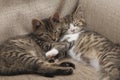 Kittens sleeping Royalty Free Stock Photo