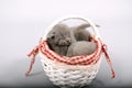 Kittens sleeping in a basket Royalty Free Stock Photo