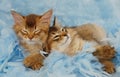 Kittens sleeping on blue feathers Royalty Free Stock Photo