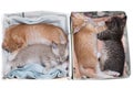 Kittens sleeping in boxes