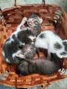 Kittens sleeping in the rattan basket Royalty Free Stock Photo