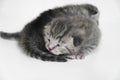 Kittens sleeping striped newborn eyes closed