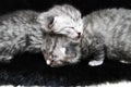 Kittens sleeping striped newborn eyes closed