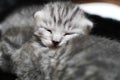 Kittens sleeping striped newborn eyes closed