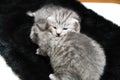 Kittens sleeping striped newborn eyes closed