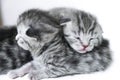 Kittens sleeping striped newborn eyes closed