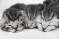 Kittens sleeping striped newborn eyes closed