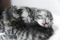 Kittens sleeping striped newborn eyes closed