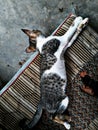 Kittens sleeping on used chairs