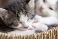 Kittens sleeping in a wicker basket Royalty Free Stock Photo