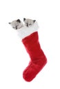 Kittens In A Sock Royalty Free Stock Photo