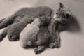 Kittens suckling for mother, British Shorthair breed Royalty Free Stock Photo