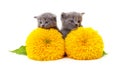 Kittens and sunflowers Royalty Free Stock Photo