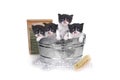 Kittens Taking a Bath in a Washtub With Brush and Bubbles Royalty Free Stock Photo
