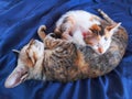 The kitten and its mother sleep on the mattress