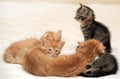 Kittens together Royalty Free Stock Photo