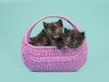 Kittens together in a pink basket on a blue turquoise background Royalty Free Stock Photo