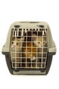 Kittens in transport box on white background