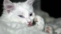 Kittens of Turkish Angora in low light