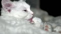 Kittens of Turkish Angora in low light