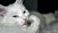 Kittens of Turkish Angora in low light