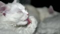 Kittens of Turkish Angora in low light