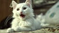 Kittens of Turkish Angora in low light