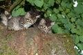 Kittens twins. Wild cats