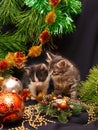 Kittens under a New Year tree