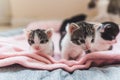 Kittens under temporary care. Tabby and black and white little cats in foreground on pink blanket and grey sheet with