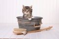 Kittens in Washtub Getting Groomed By Bubble Bath