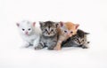 Kittens on a white background huddle together