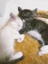 kittens white and gray are sleeping cuddled next to each other