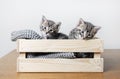 Kittens in wooden box Royalty Free Stock Photo