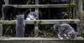 Kittens on Wooden Stairs Royalty Free Stock Photo