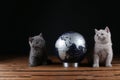 Kittens and world globe