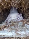 Kittie in a haystack Royalty Free Stock Photo