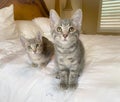 Kitties on bed Royalty Free Stock Photo