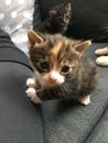Kitties - little beauties