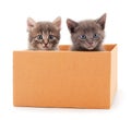 Kitties sitting in box