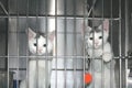 Kitties which want to be adopted. Royalty Free Stock Photo