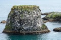 Kittiwake birds on the rugged cliffs in Arnarstapi Iceland Royalty Free Stock Photo