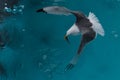 Kittiwake catching a fish in the pack ice, north of Spitsbergen